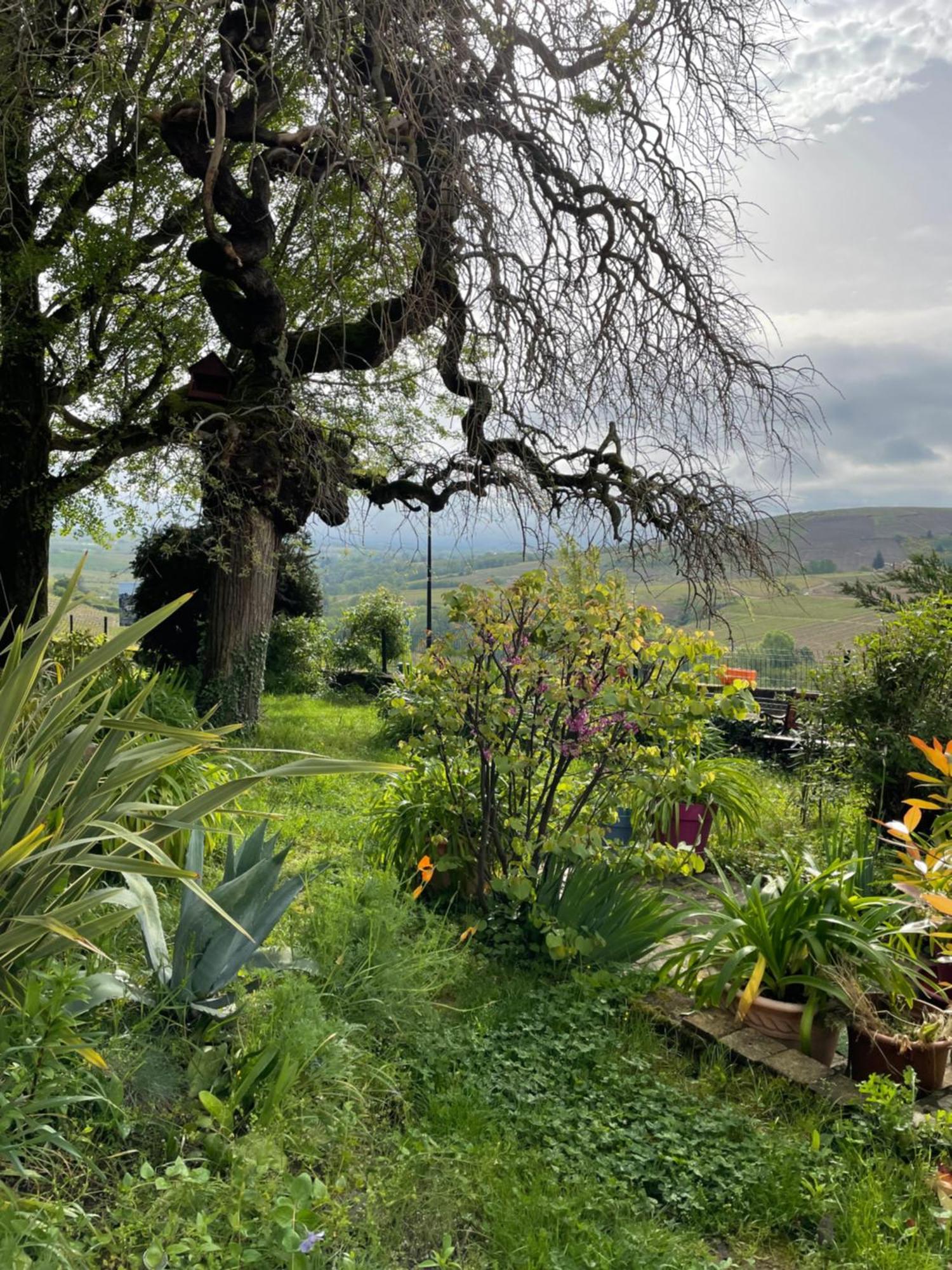 Les Agapanthes Bed and Breakfast Vaux-en-Beaujolais Exteriör bild