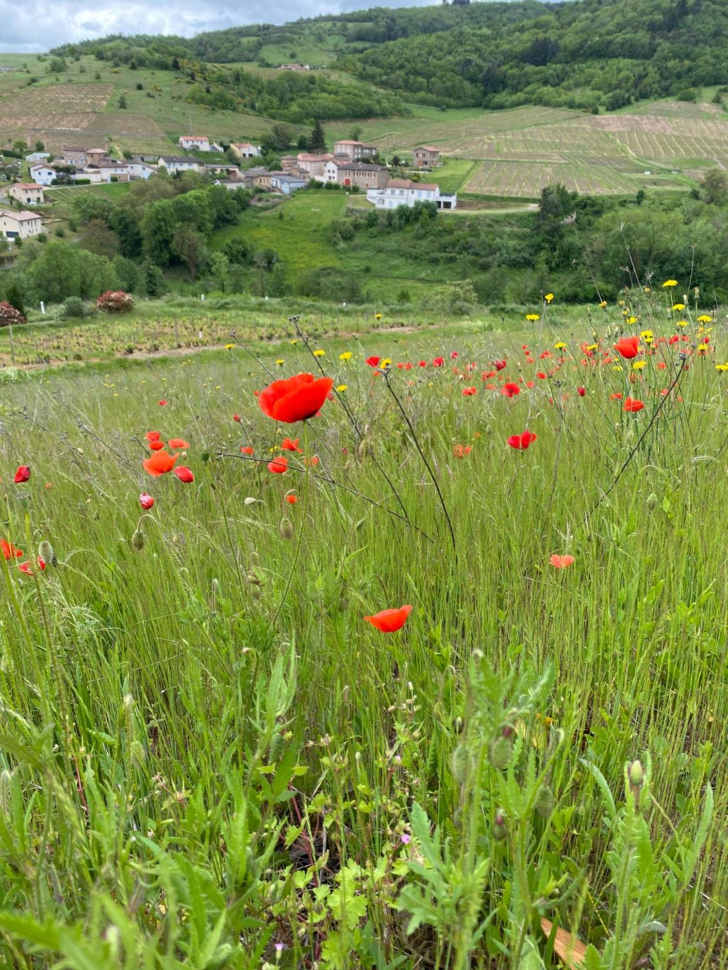 Les Agapanthes Bed and Breakfast Vaux-en-Beaujolais Exteriör bild